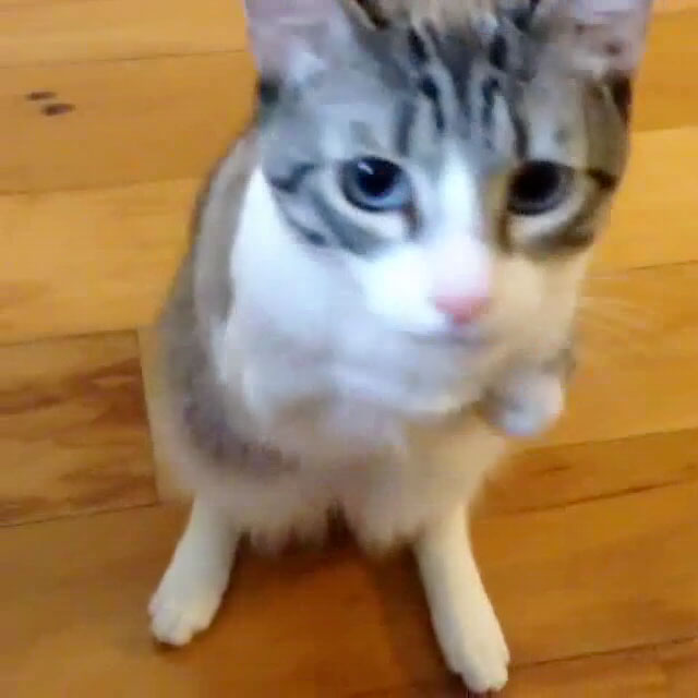 two legged cat gif