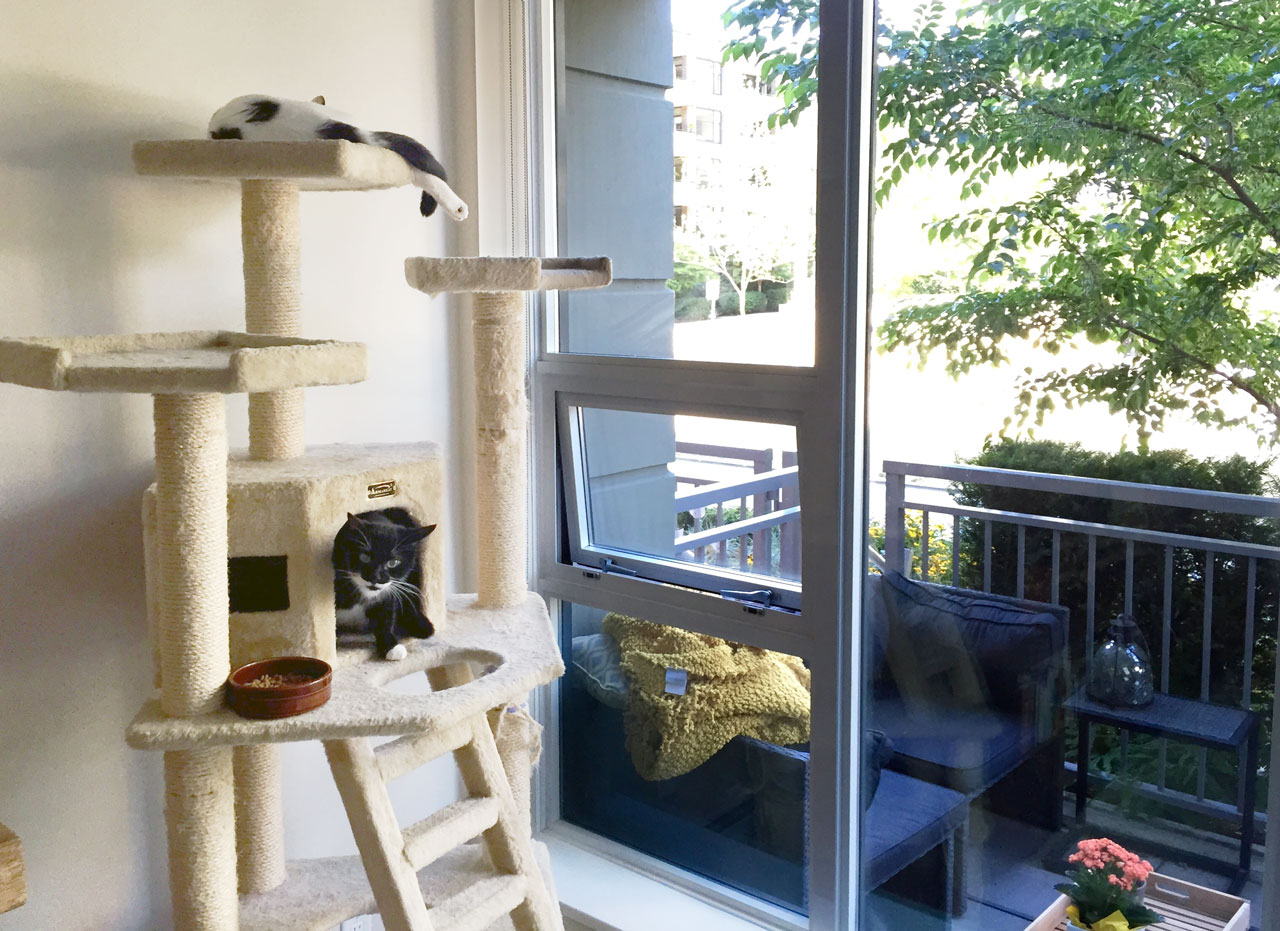 Zac and Harvey on their cat tree